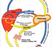 Intestinului hiperecogene la făt. anomalii fetale ale tractului urinar