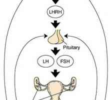Sistemul hipotalamo-hipofizo-ovarian. caracteristici de vârstă