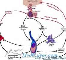 Hipotalamus. Hormonului de eliberare a gonadotropinei funcția (GnRH)
