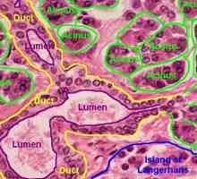 Histologia pancreasului