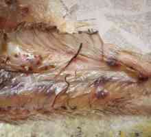 Worms (helminți, helminthiasis) în pești, periculoase pentru om