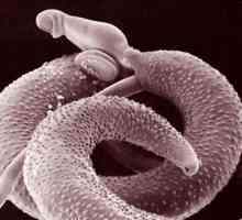 Worms (helminths) imunitatea atenuant