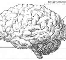 Creierul: caracteristicile externe
