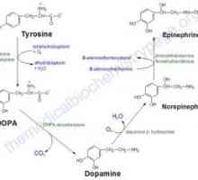 Hormonii medulosuprarenalei, catecolamine
