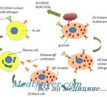 Imunoglobulina e (ige) și eozinofile în reacțiile alergice
