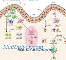 Capacitatea imunostimulatoare a celulelor dendritice. Activarea imunității înnăscute