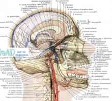 Ramura I a nervului trigemen. Ii ramură a nervului trigemen al nervului maxilar