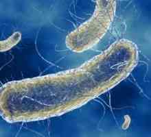 Infecții datorate escherichia coli