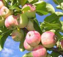 Inventarul pickup slaboroslyh fructe de mere
