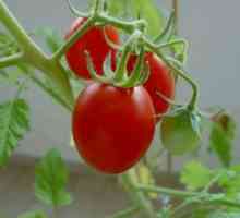 Utilizarea heterozis pentru tomate
