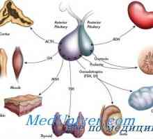 Istoria endocrinologie. Descoperirea insulinei, hormoni tiroidieni si ciclul menstrual
