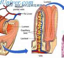 Peristaltismului intestinului subtire. Tipuri de activitatea motorie a intestinului subțire