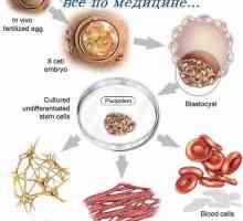 Studiul celulelor stem. Principalele metode de cercetare de celule stem