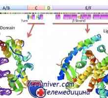 Receptori nucleari de hormoni steroizi: estrogeni, progesteron, androgen