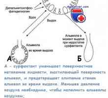 Nucleele nervilor cranieni ale fătului. embrio nervului Language-faringian