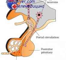 Nucleele hipotalamusului care afecteaza glanda pituitara. zona Adenogipofizotropnaya