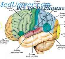 Zone de asociere ale cortexului cerebral. parti fiziologice ale creierului