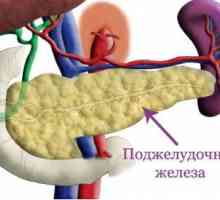 Funcția exocrină a pancreasului