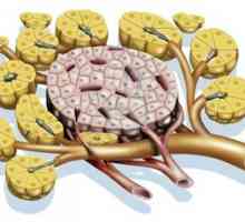 Funcția endocrină a pancreasului
