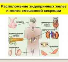 Sistemul endocrin al organismului uman