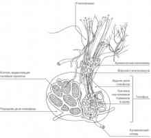 Sistemul endocrin