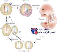 Regulamentul epigenetice ovocitului. imprimare genomica