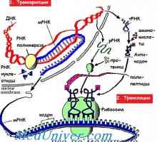 Etapele traducerii ARNm în timpul sintezei proteinelor