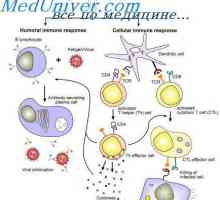 Etape interacțiuni ale celulelor imune. Ipoteza celor două faze