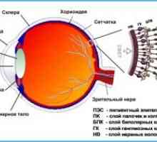 Evoluția funcției senzoriale a retinei în timpul embriogenezei și primii ani