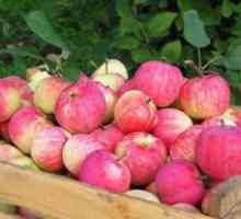 Cum de a păstra mere până în primăvară