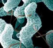Infecția cu Campylobacter