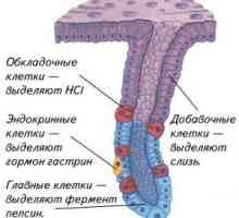 Capsula pancreasului