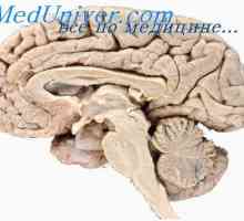 Reglementarea neurohumorale a activității creierului. sisteme neurohormonal ale creierului uman