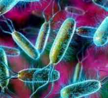E. coli: tratament, simptome, cauze, simptome