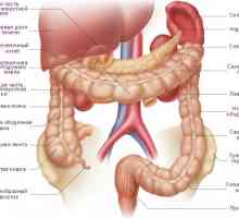Intestine, pancreas și duoden, cu pancreatită
