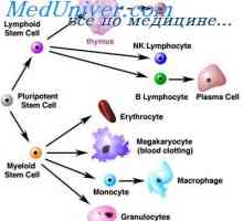 Celulele care afecteaza celulele stem. Ciclul Generații de celule stem