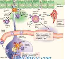 Terapia celulară a bolilor tumorale. Activitatea anti-infecțios a celulelor dendritice