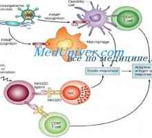 Elementele celulare ale imunității înnăscute. celulele dendritice
