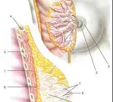 Anatomia clinică a peretelui toracic și spațiile celulare fasiy