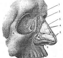 Anatomia clinică a nasului și a sinusurilor paranazale