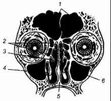 Anatomia clinică a sinusurilor paranazale