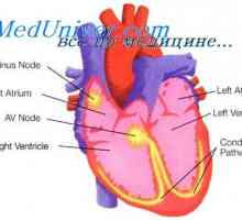 Stimulatoare cardiace extrauterină. Fiziologia sistemului Purkinje si reglarea parasimpatic a inimii