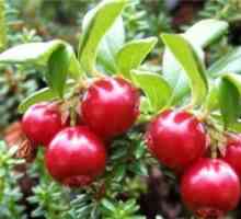 Cranberry, structura, fructe și semințe muguri (tulpină și frunze), sistemul de rădăcină