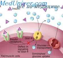 Insulină Fiziologie. Efectele insulinei asupra celulei