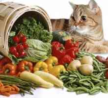 Hrana pentru animale, nutriție și dietă pentru câini și pisici cu pancreatită decât hrana?