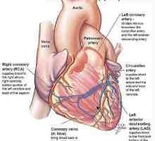 Fluxului sanguin coronarian. Fiziologia alimentarii cu sange a inimii