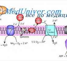 Sinteza ATP prin scindarea glucozei. Eliberarea de energie din glicogen