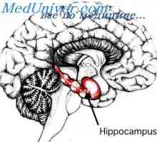 Zona corticală a creierului fatului termina. hipocampus fetale