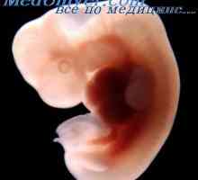 Piele fetale. epidermis embrionare