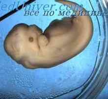 Glande cutanate ale embrionului. Glandele sudoripare ale fătului